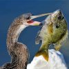 A Bird Catching Bluegill Paint By Number