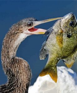 A Bird Catching Bluegill Paint By Number