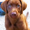 Baby Chocolate Lab Puppy Paint By Number