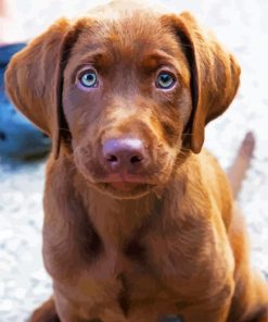 Baby Chocolate Lab Puppy Paint By Number