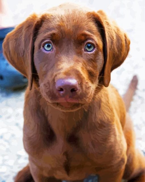 Baby Chocolate Lab Puppy Paint By Number