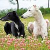 Black And White Galgo Dog Paint By Number