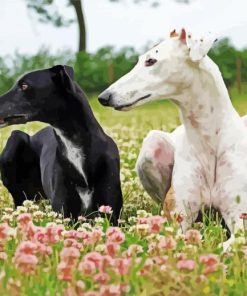 Black And White Galgo Dog Paint By Number