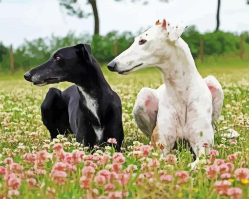 Black And White Galgo Dog Paint By Number