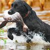 Black Labrador Hunting Bird In Water Paint By Number