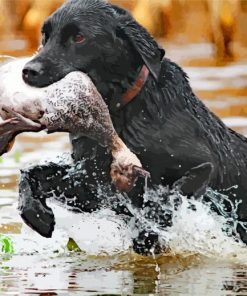 Black Labrador Hunting Bird In Water Paint By Number