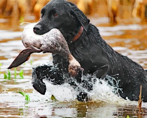 Black Labrador Hunting Bird In Water Paint By Number