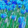 Blue Tulips Paint By Number