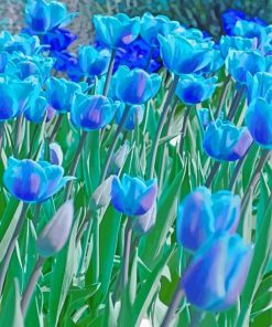 Blue Tulips Paint By Number