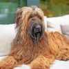 Briard Dog Paint By Number