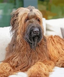 Briard Dog Paint By Number