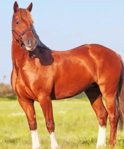 Brown Welsh Horse Paint By Number