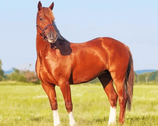 Brown Welsh Horse Paint By Number