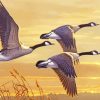 Canadian Geese Birds Paint By Number