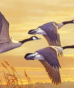 Canadian Geese Birds Paint By Number