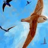 Common Swifts Birds Paint By Number