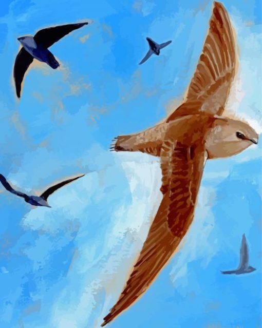 Common Swifts Birds Paint By Number