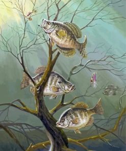 Crappie Fishes Paint By Number