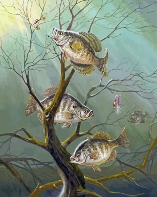 Crappie Fishes Paint By Number