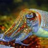 Cuttlefish Paint By Number