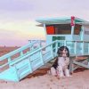 Dogs At The Beach Lifeguard Stand Paint By Number