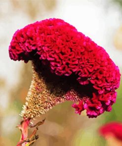 Fuschia Cockscomb Flower Paint By Number