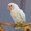 Goffins Cockatoo On Stick Paint By Number