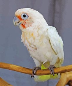 Goffins Cockatoo On Stick Paint By Number