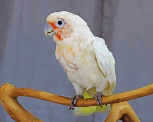 Goffins Cockatoo On Stick Paint By Number