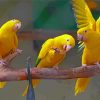 Golden Conures Bird On Branch Paint By Number