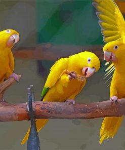 Golden Conures Bird On Branch Paint By Number