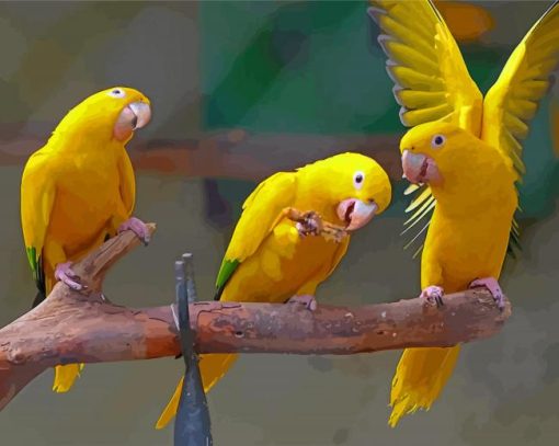 Golden Conures Bird On Branch Paint By Number