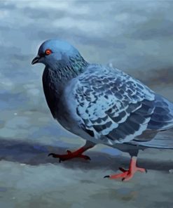 Gray Dove Paint By Number