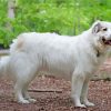 Great Pyrenees Dog Paint By Number