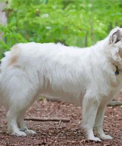 Great Pyrenees Dog Paint By Number