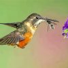 Hummingbird And Bee Paint By Number