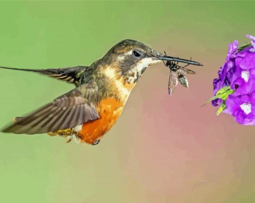 Hummingbird And Bee Paint By Number