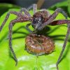 Huntsman Spider With Prey Paint By Number