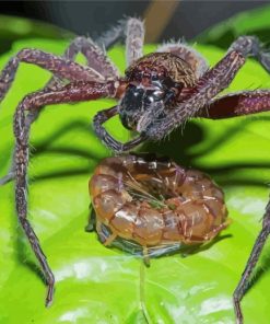 Huntsman Spider With Prey Paint By Number