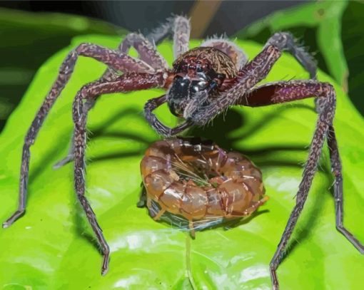 Huntsman Spider With Prey Paint By Number