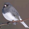 Junco Bird On Stick Paint By Number