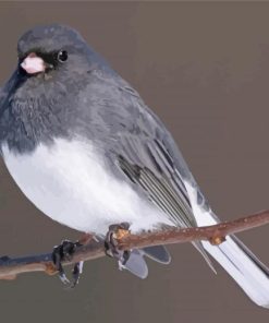 Junco Bird On Stick Paint By Number