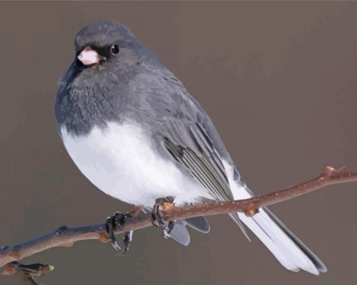 Junco Bird On Stick Paint By Number