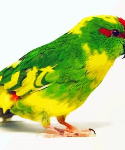 Kakariki Bird Paint By Number