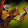 Male And Femal Woodpecker Paint By Number