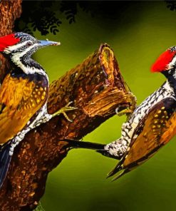 Male And Femal Woodpecker Paint By Number