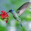 Mexican Violetear On Flower Paint By Number