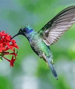 Mexican Violetear On Flower Paint By Number