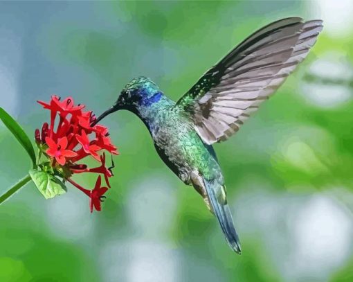 Mexican Violetear On Flower Paint By Number