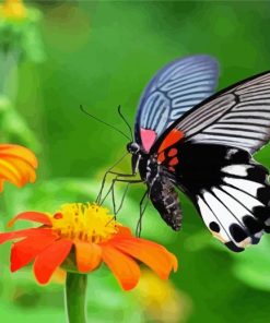 Orange Flowers And Butterfly Paint By Number